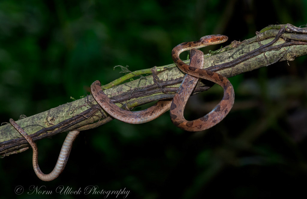 Northern Cateye Snake