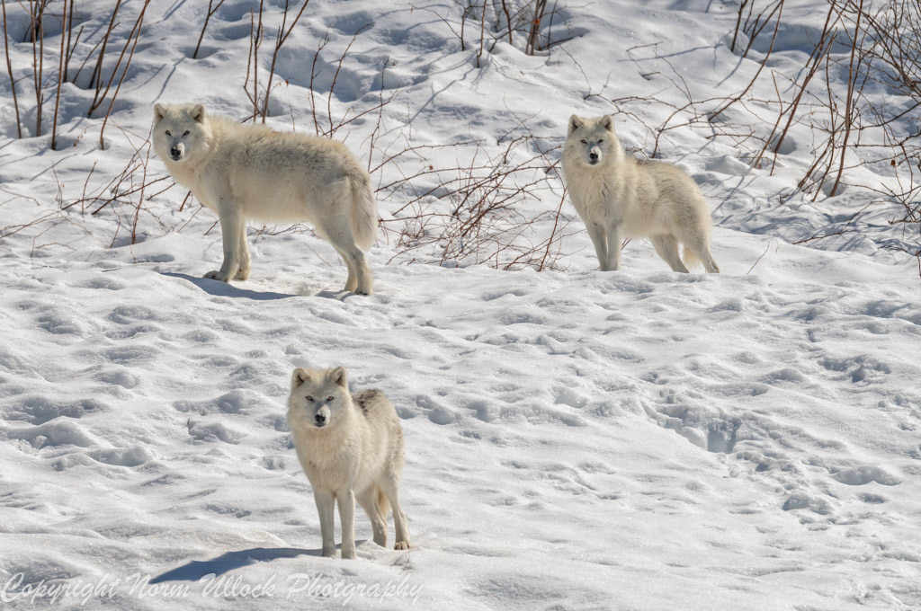 Artic Wolf