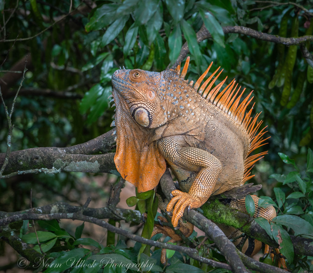 Green Iguana