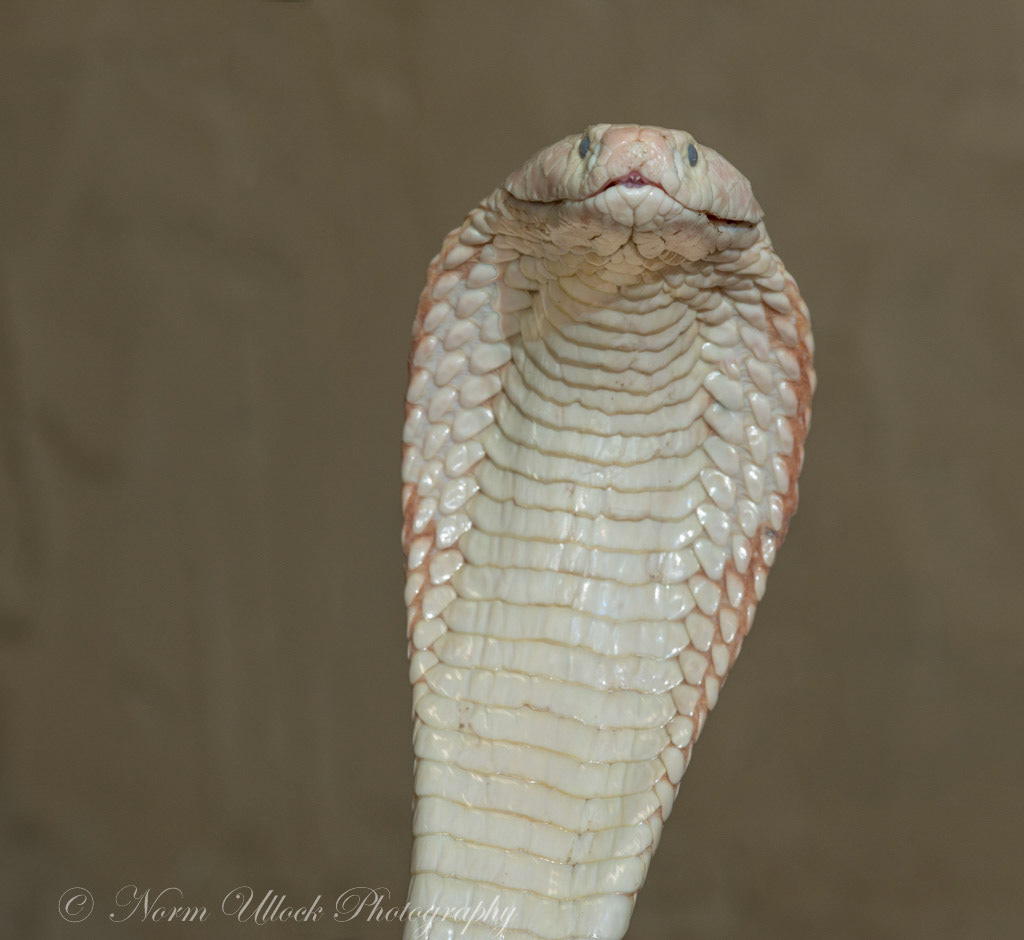 albino cobra