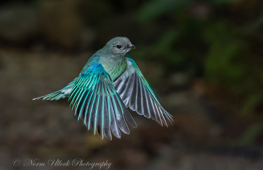 Grey Blue Tanager