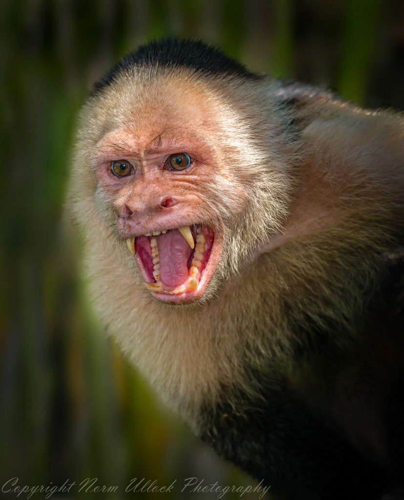 White Faced Capuchin Monkey