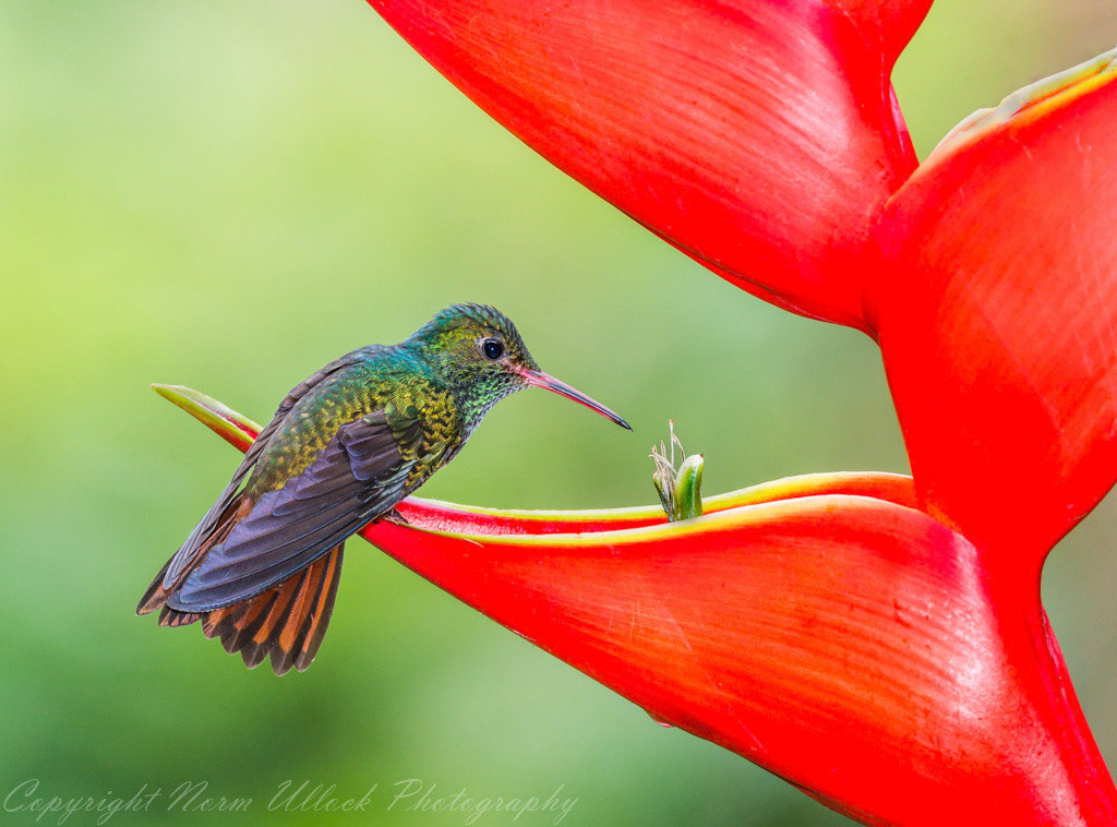 Rufous Tailed Hummingbird