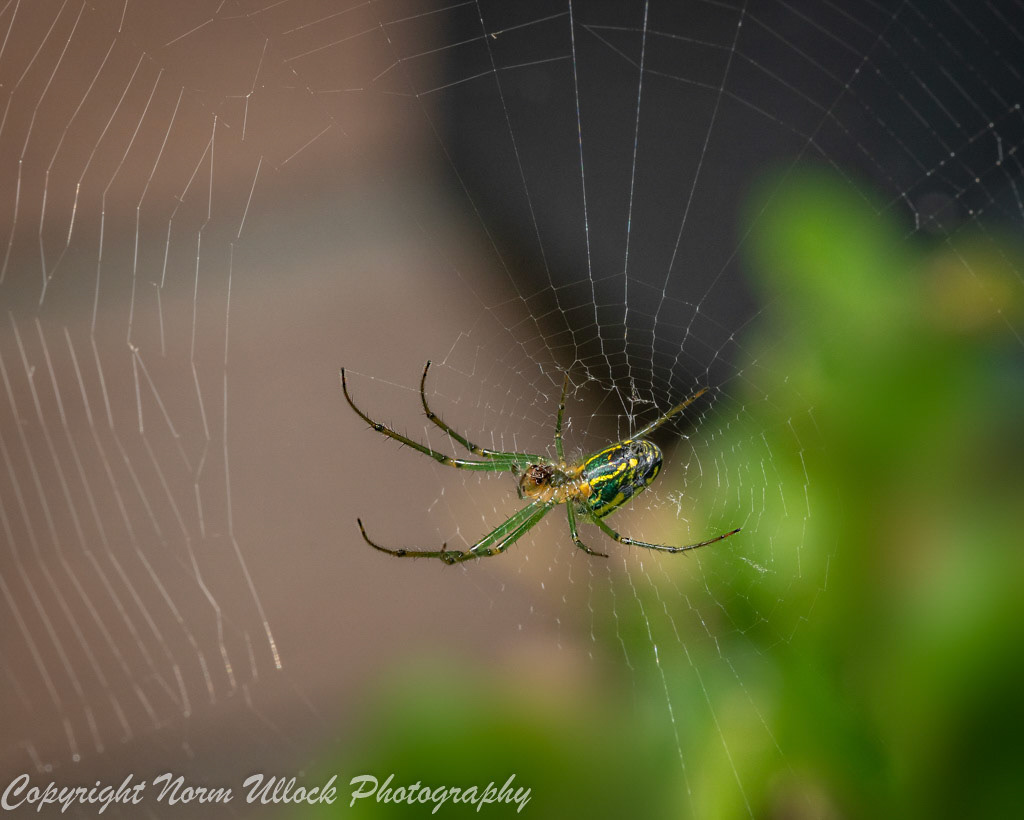 Orchard Orbweaver Spider