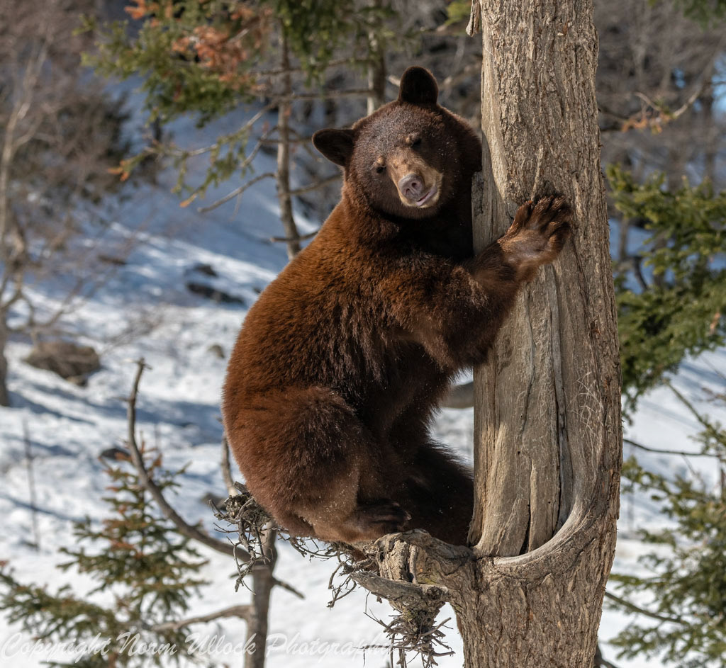 Cinnamon Bear