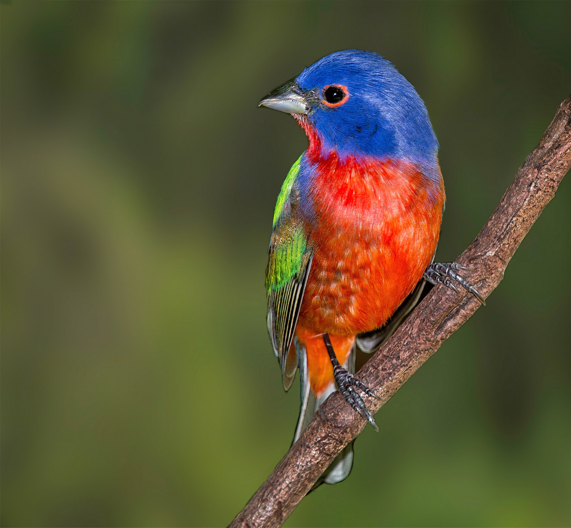 painted buntings