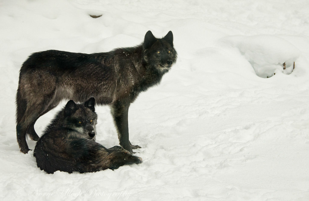 Western Timber Wolf