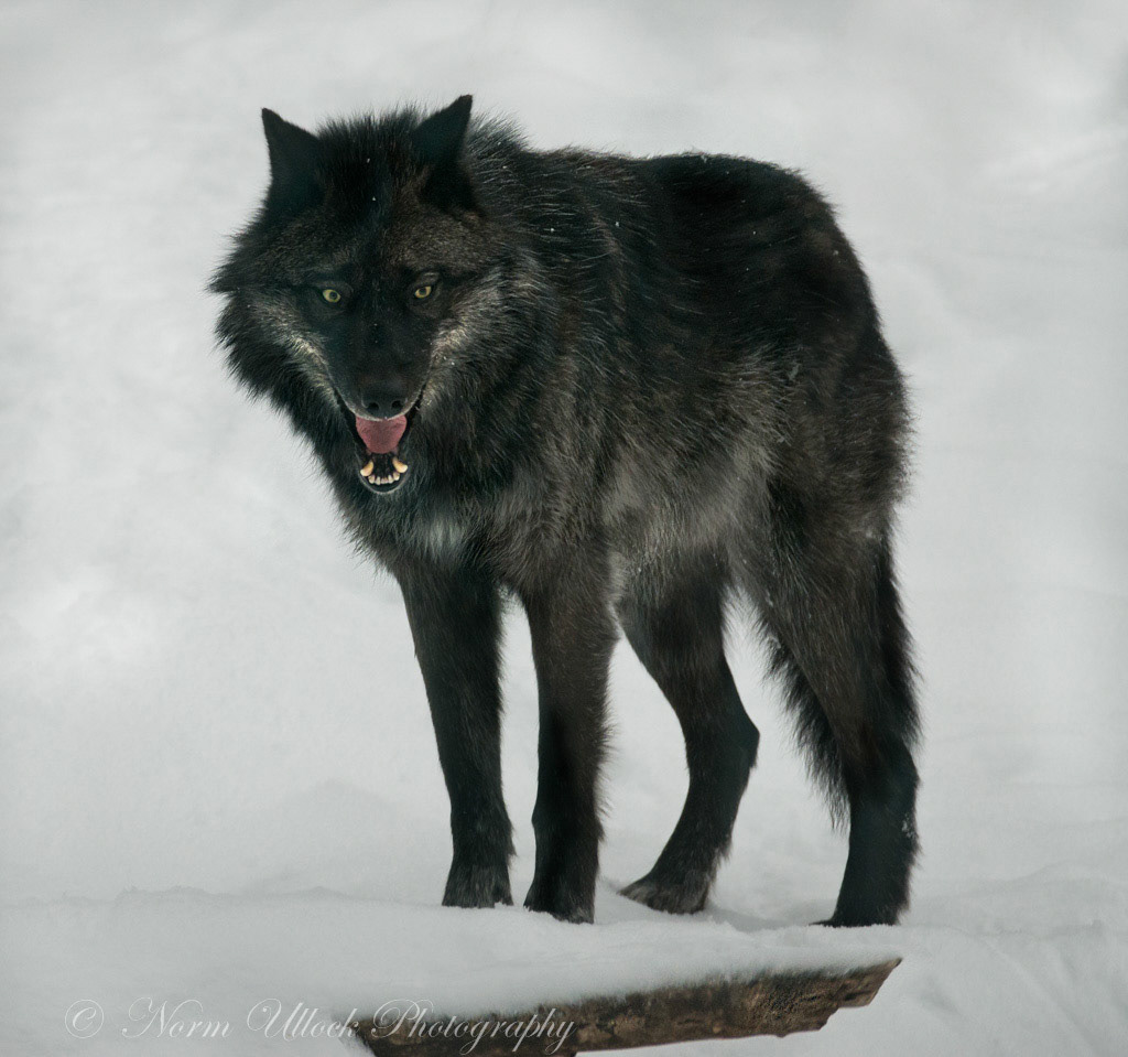 Western Timber Wolf