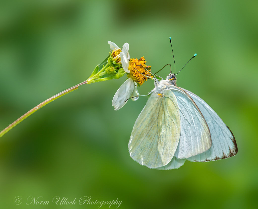 Cabbage  White Butterfly