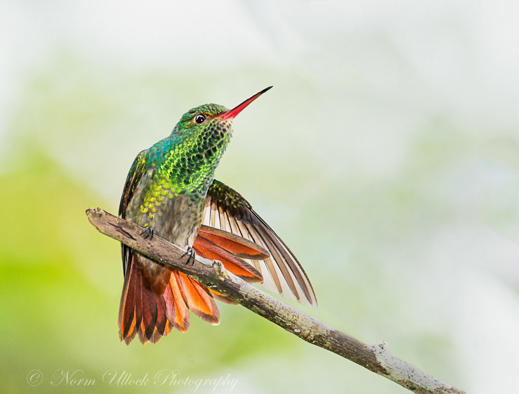 Rufous Tailed Hummingbird