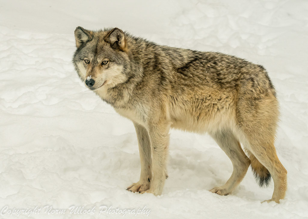 Western Timber Wolf