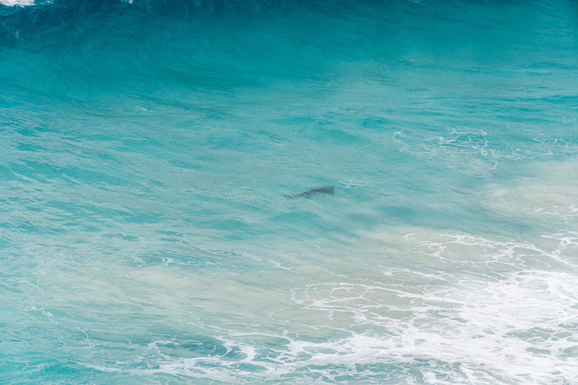 Sharky Shark