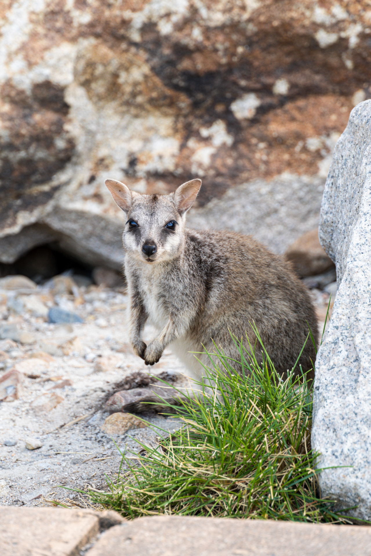 Rock Wallaby