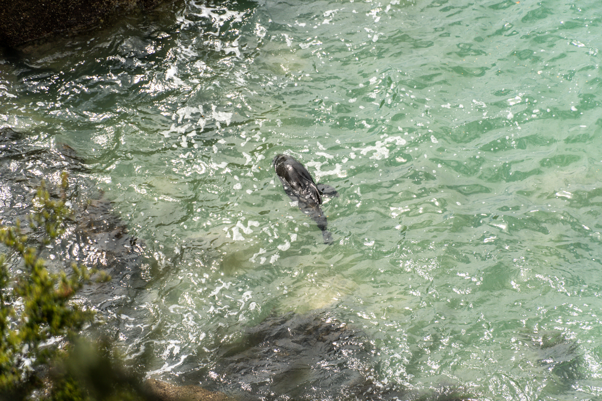 Seal
