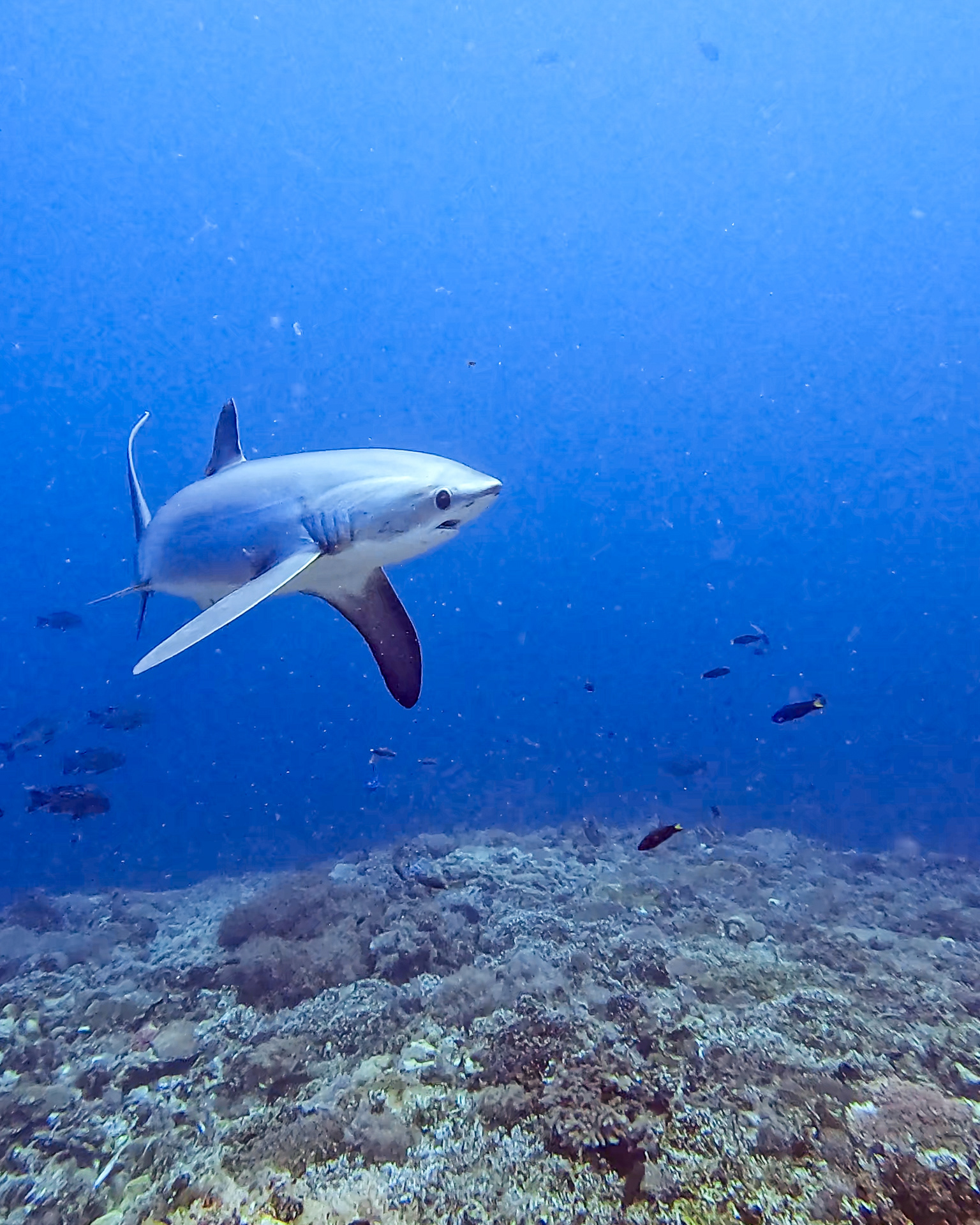 Thresher Shark