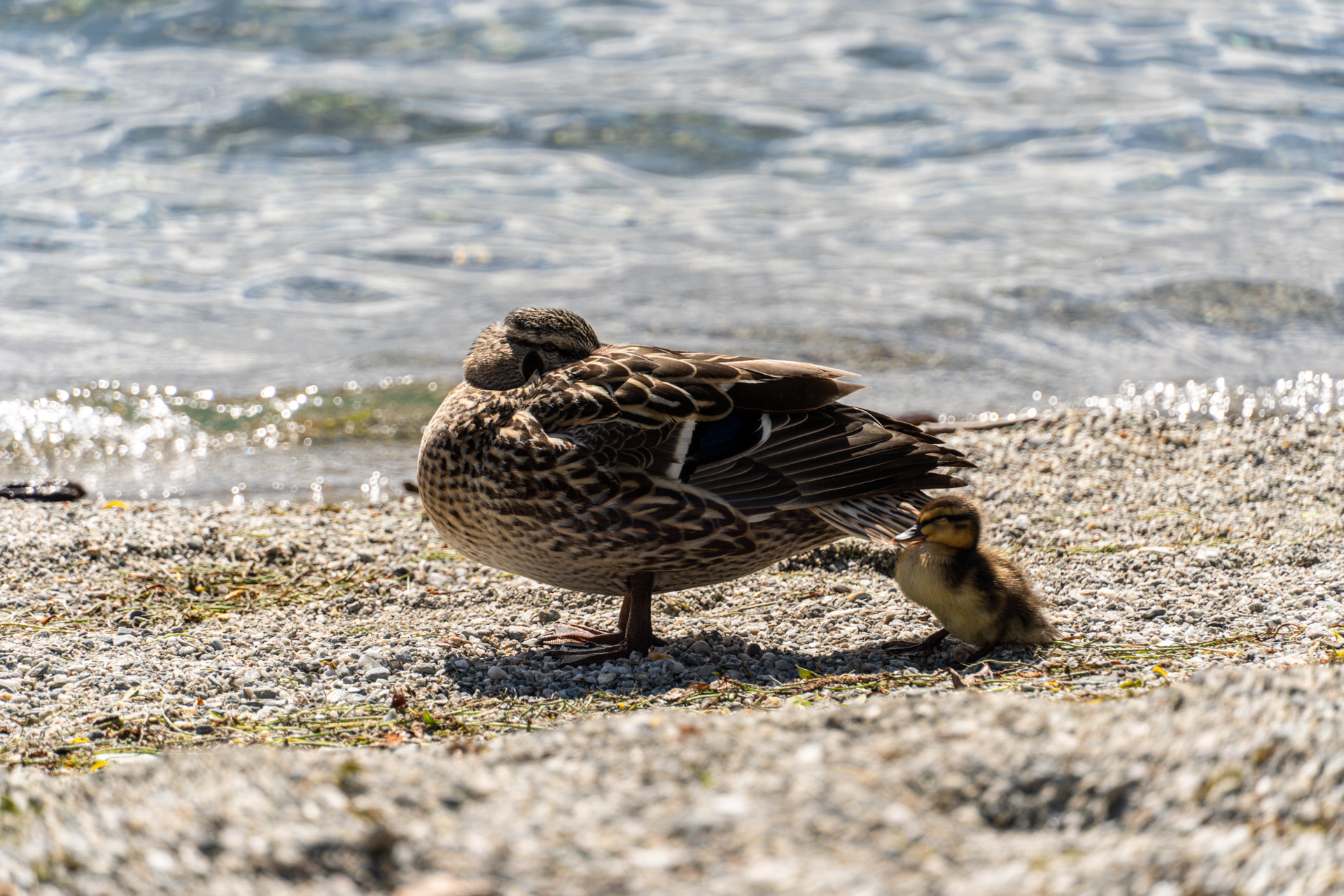 Baby Duck :)