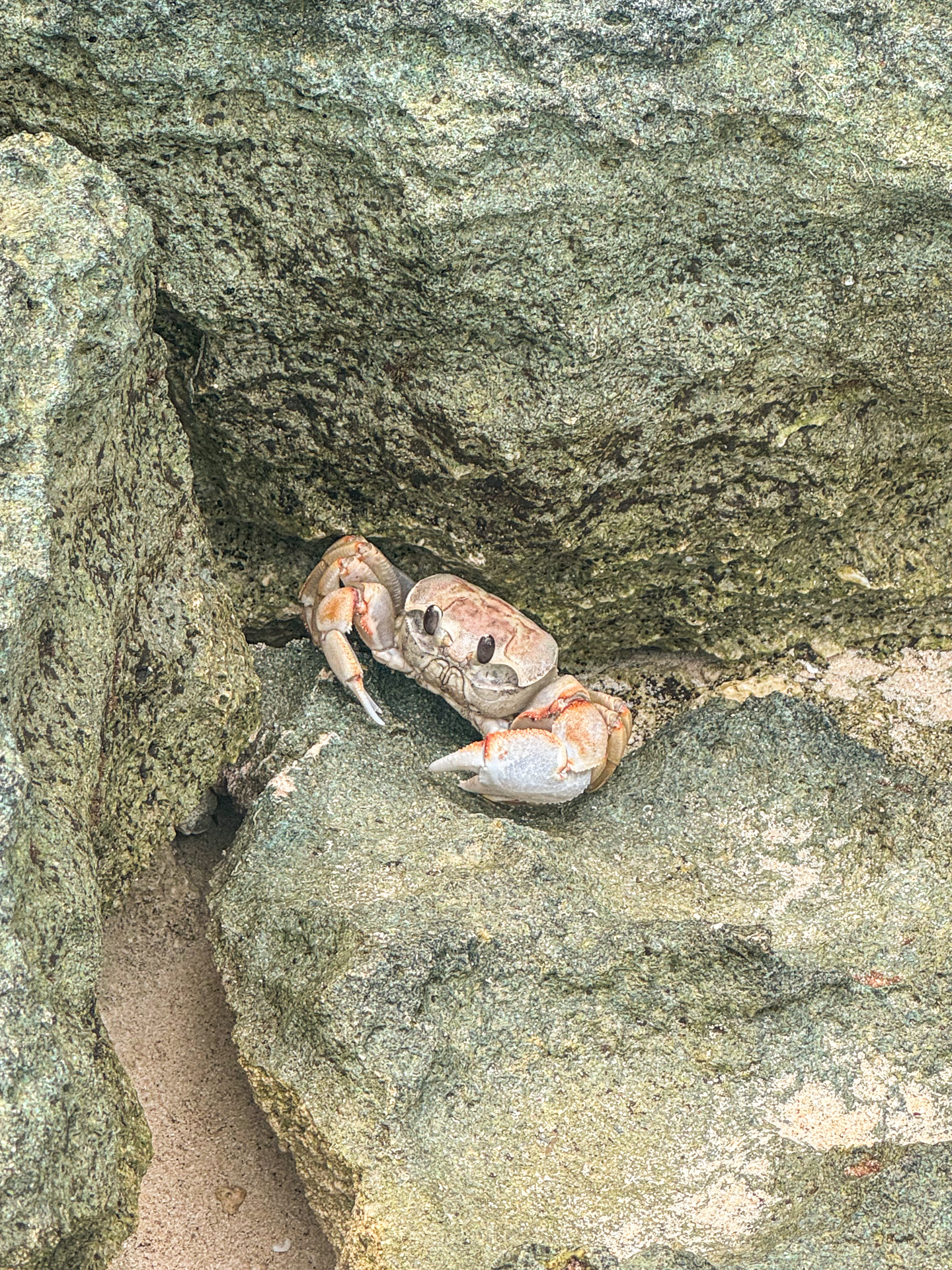 Crabby-Crab