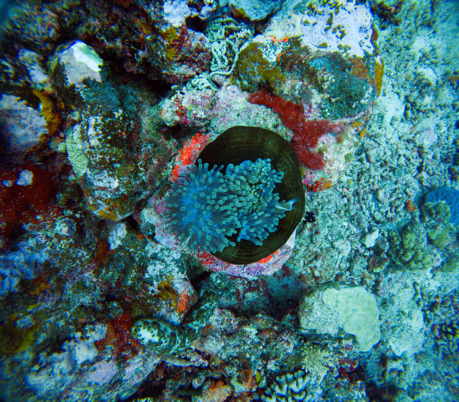 Anemone