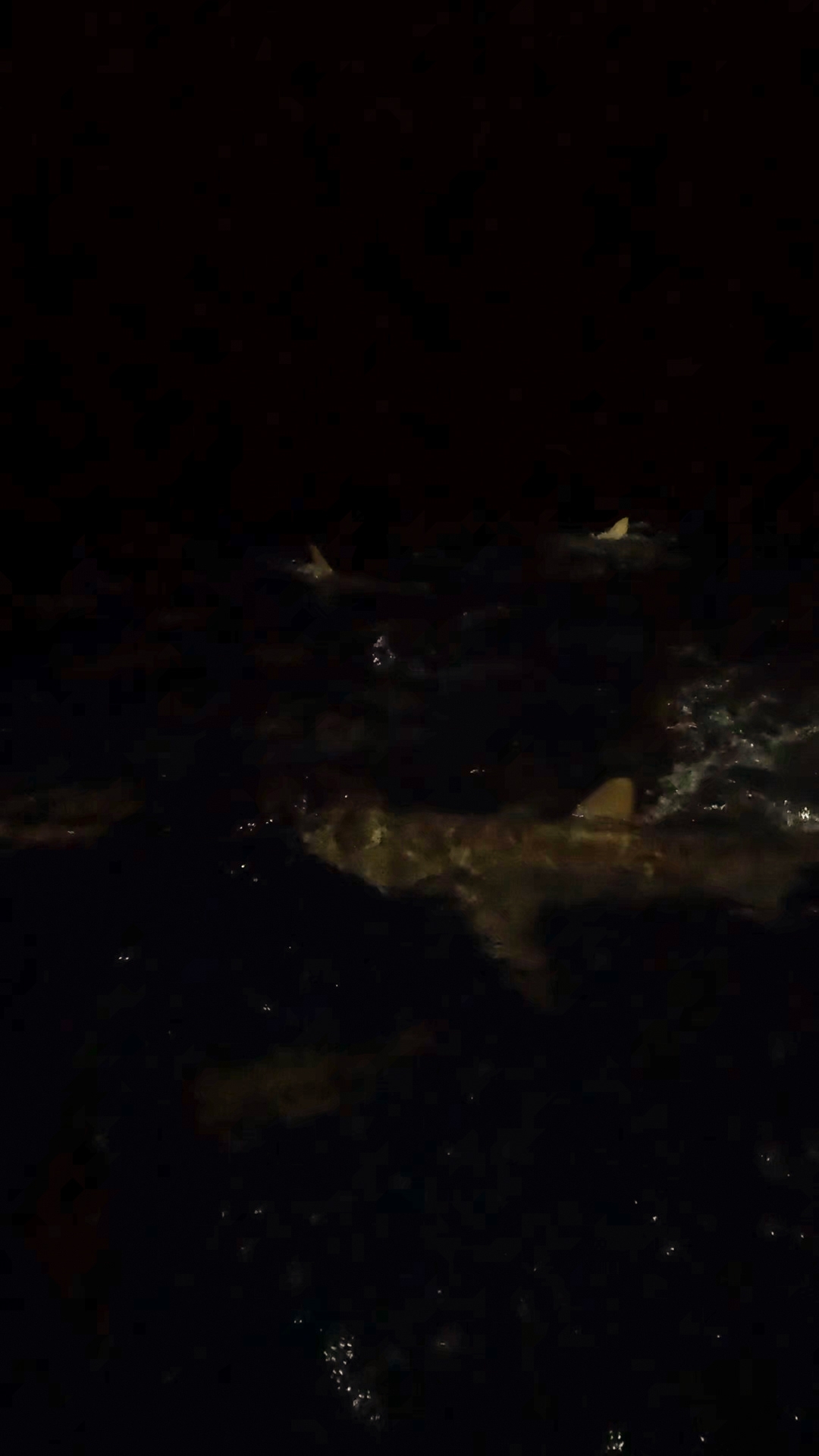 Shark in the dark