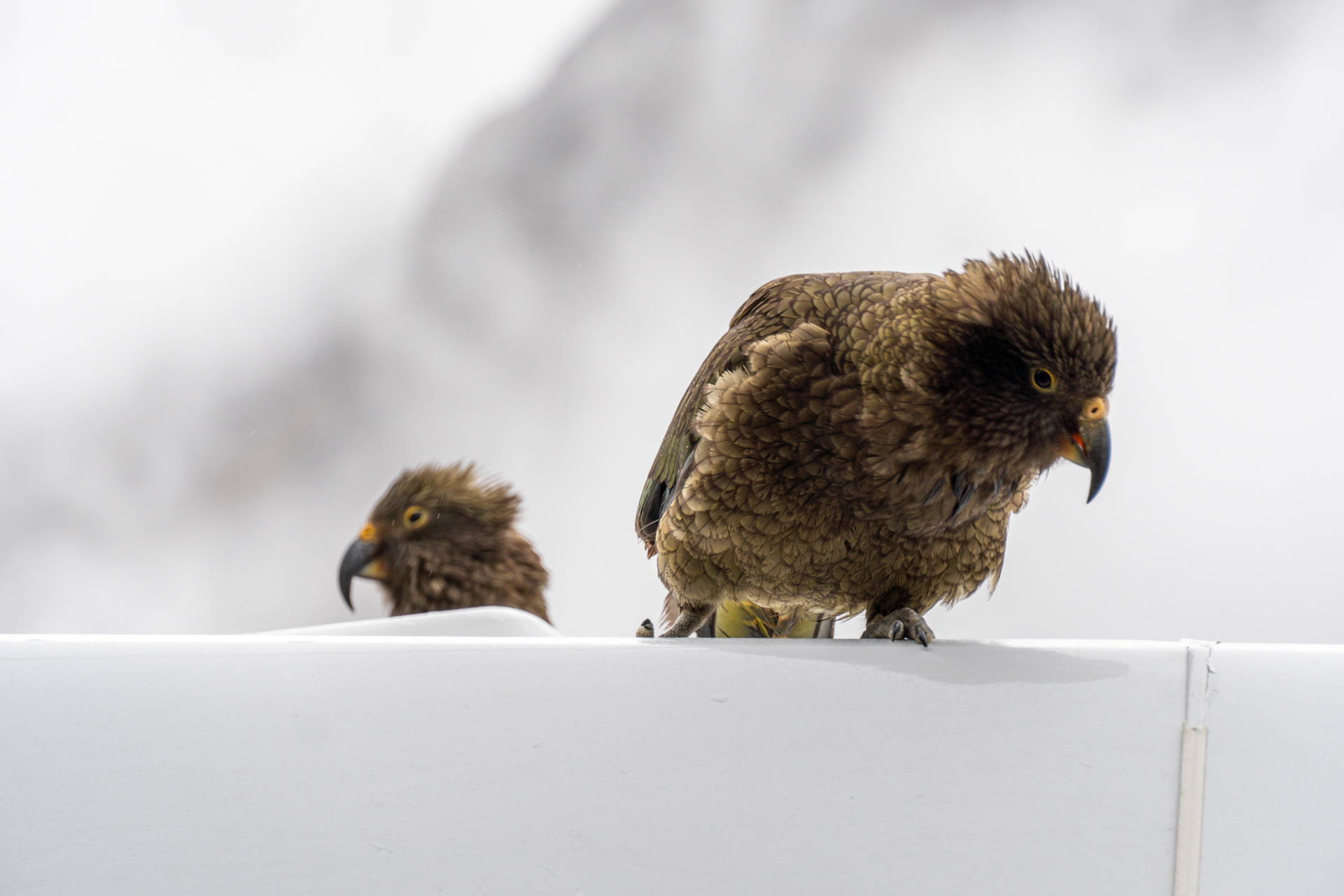 Kea