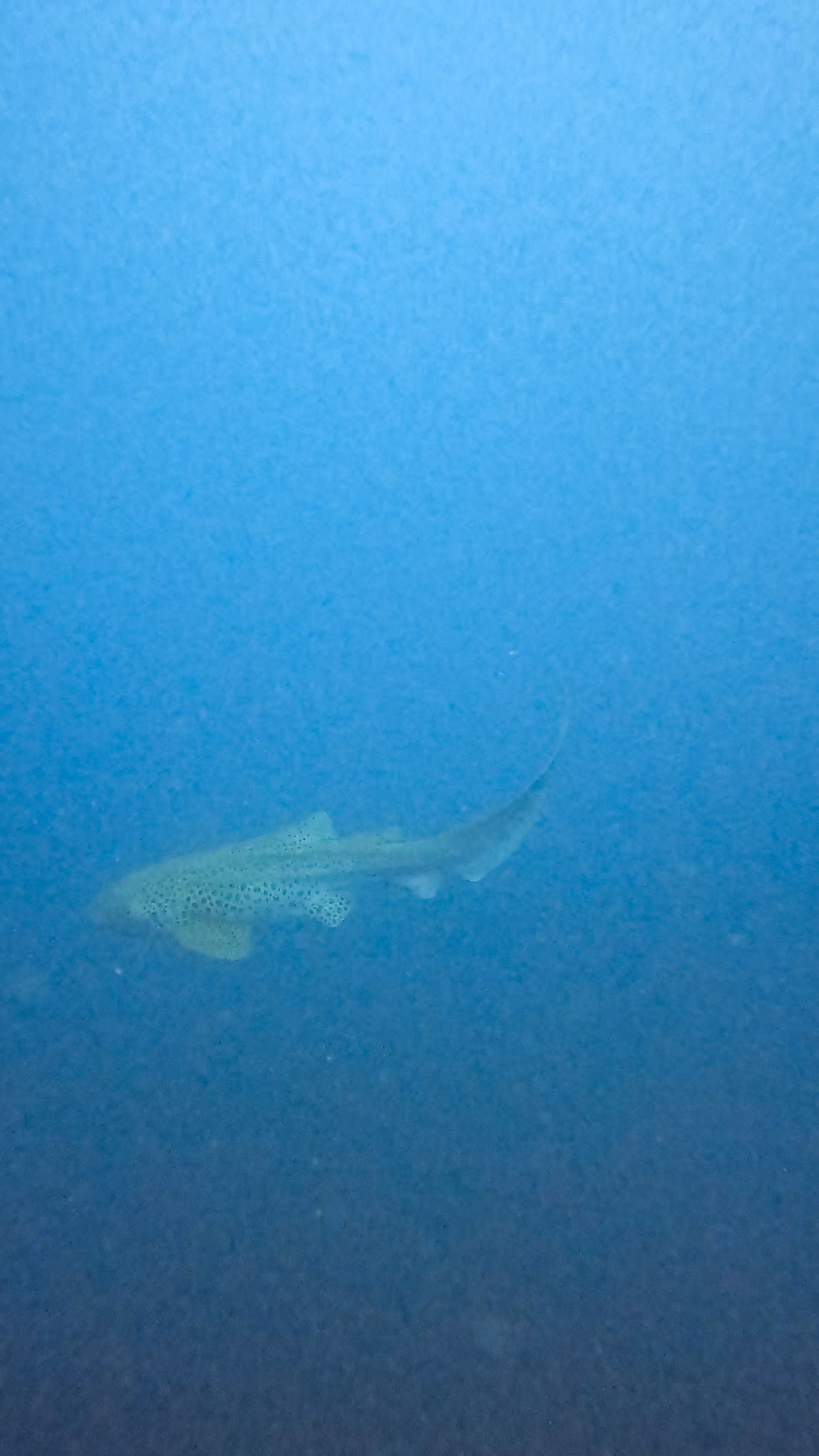 Leopard shark
