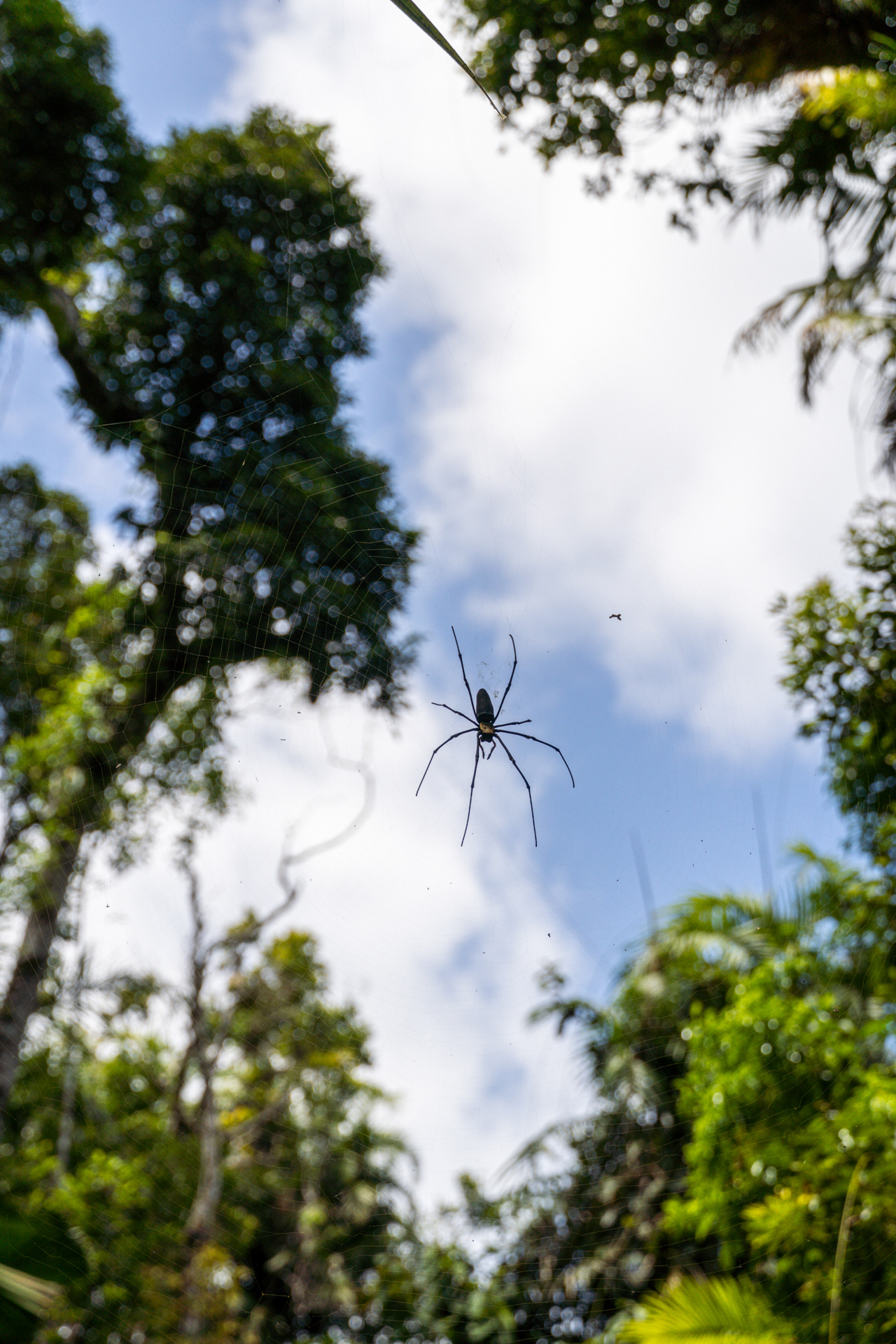 Spider