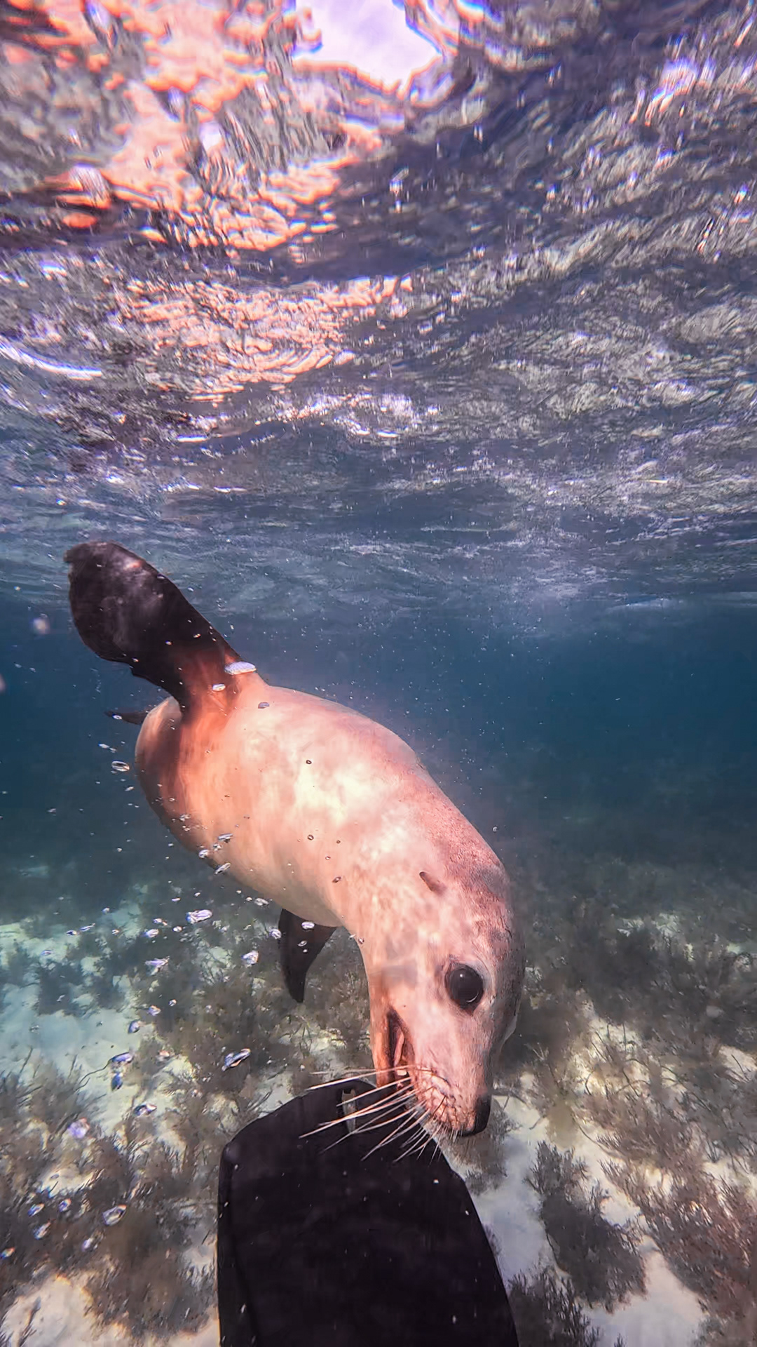 Sea-Doggo
