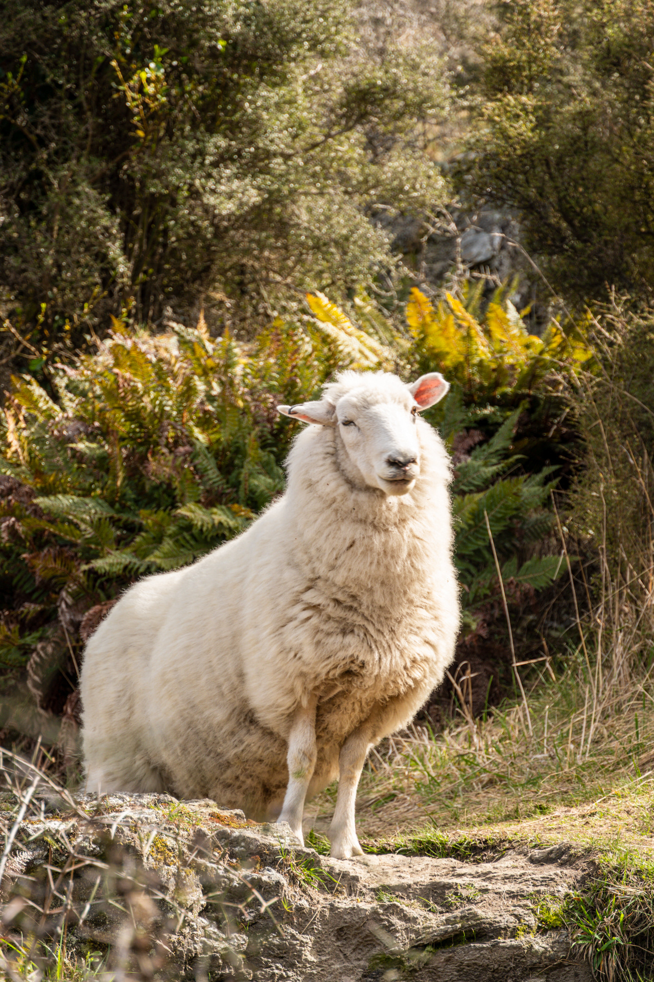 Sheep