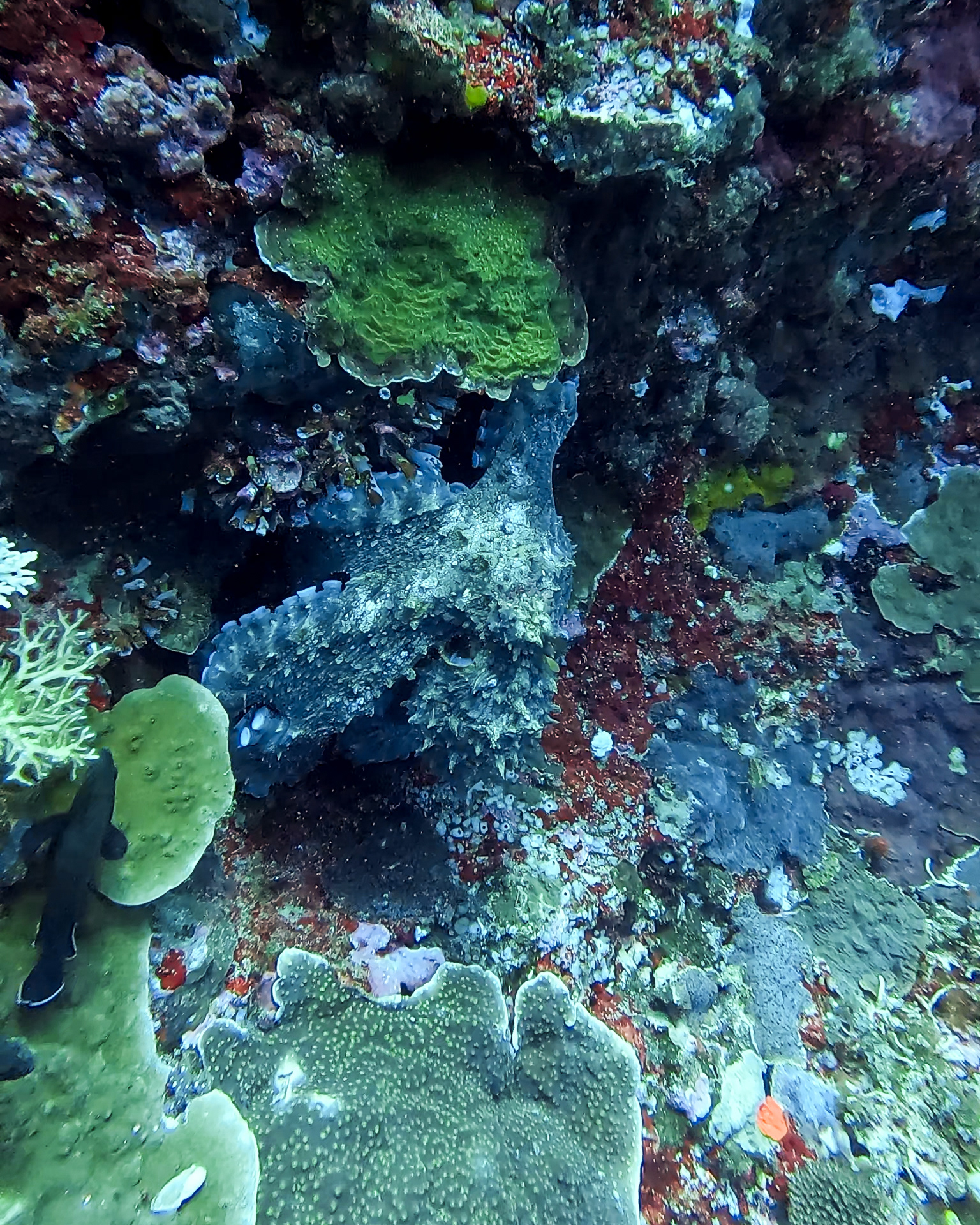 Spot the octopus 