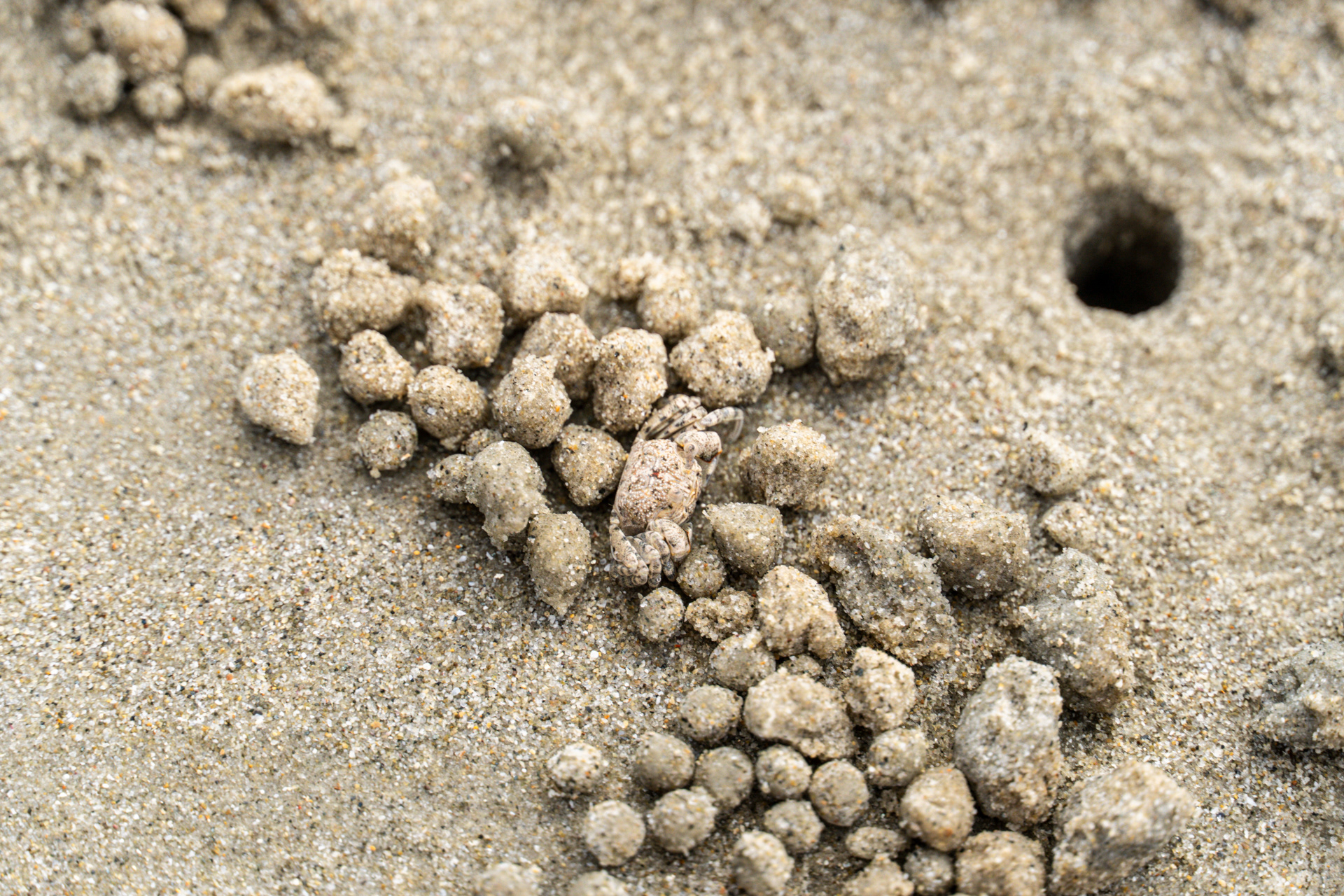 Find the crab