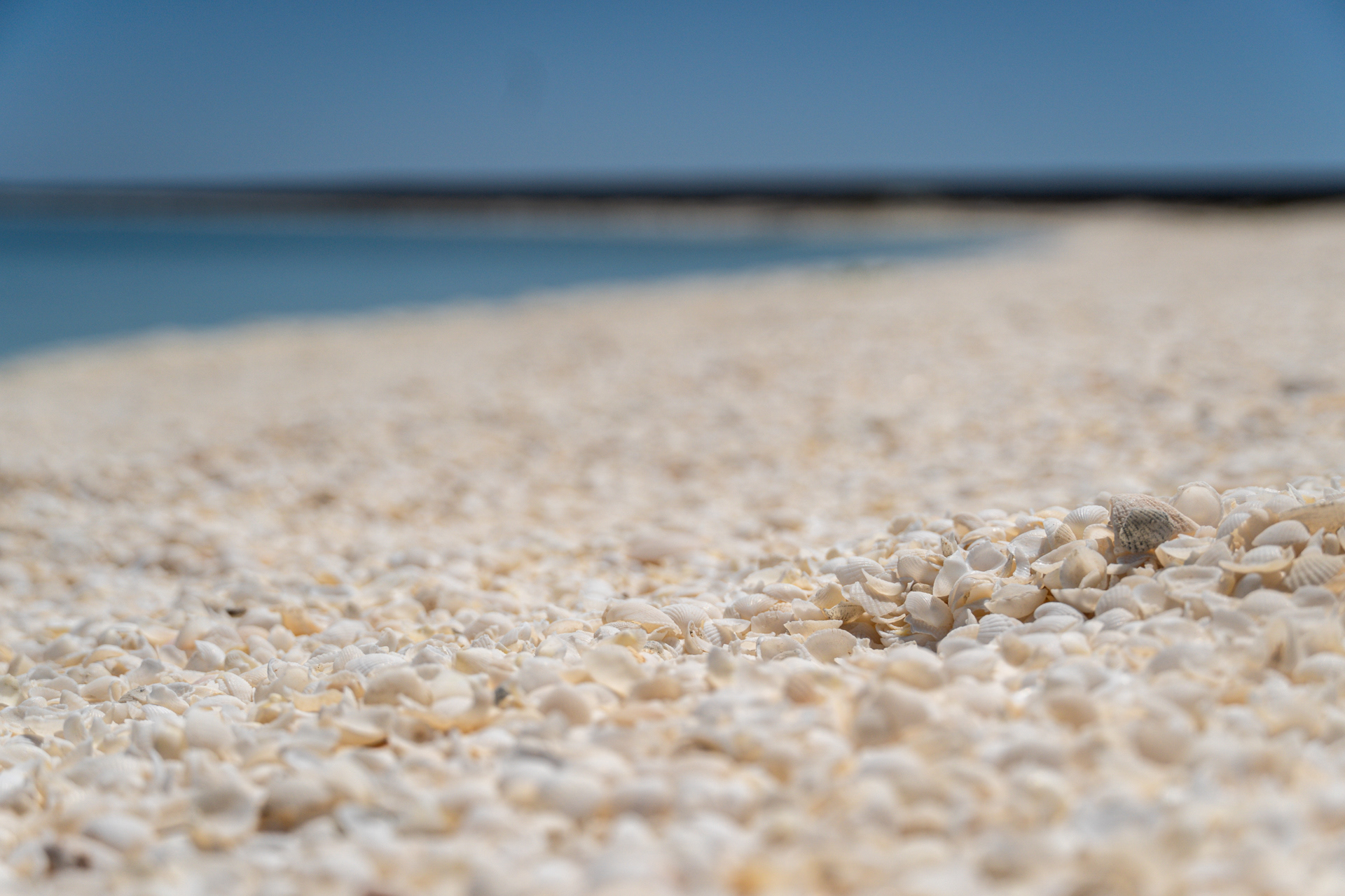 Shell Beach