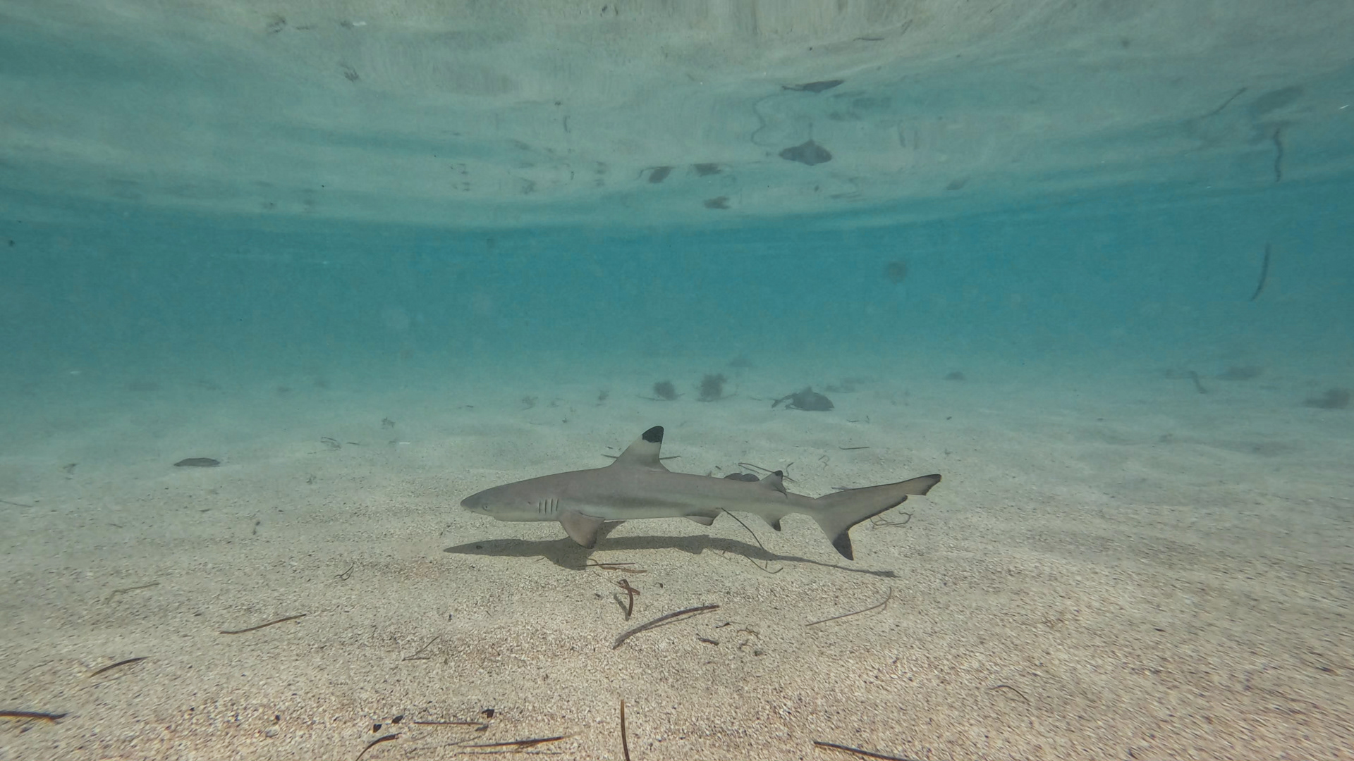 Baby Black Tip Riff Hai :)