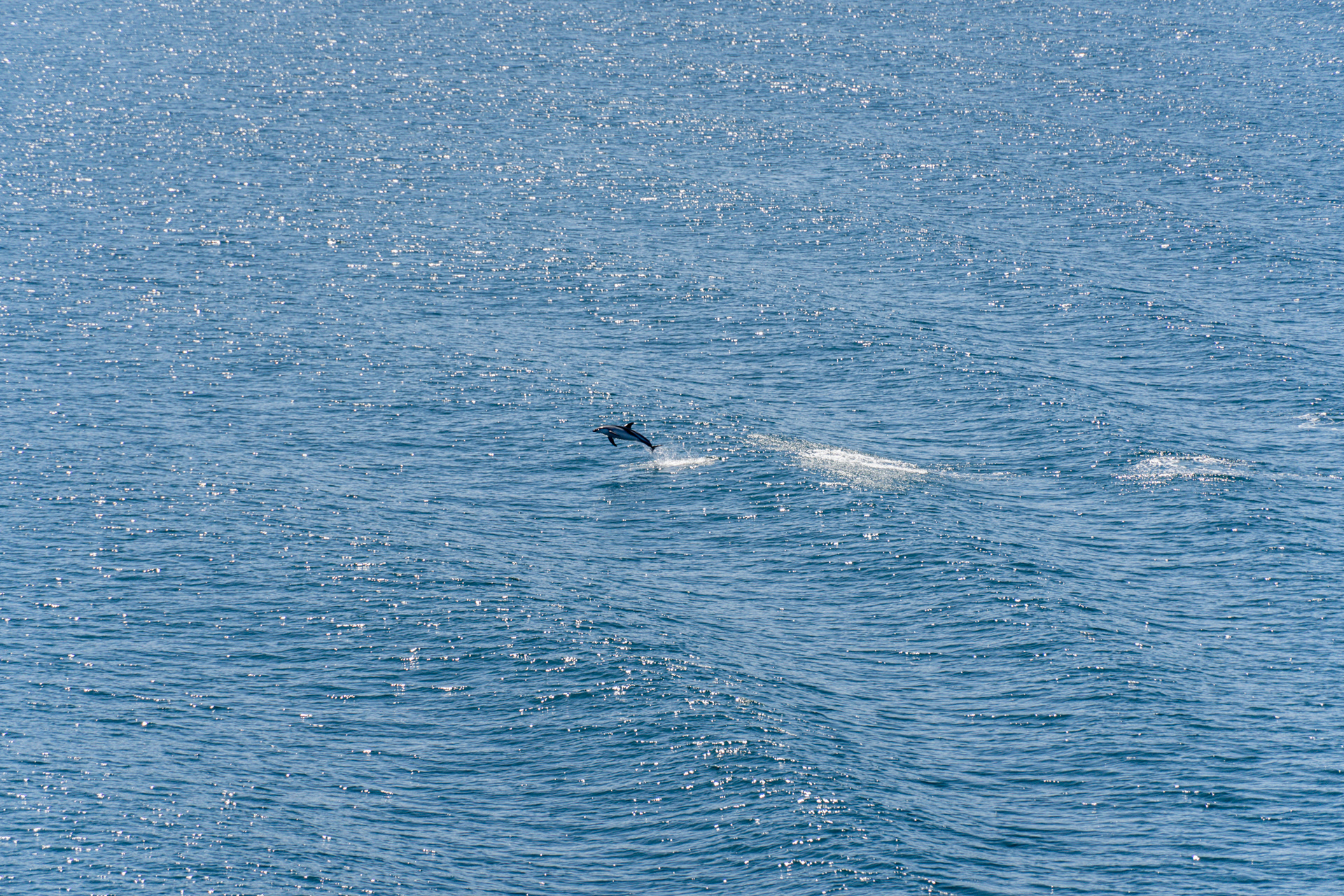 Dolphin :)