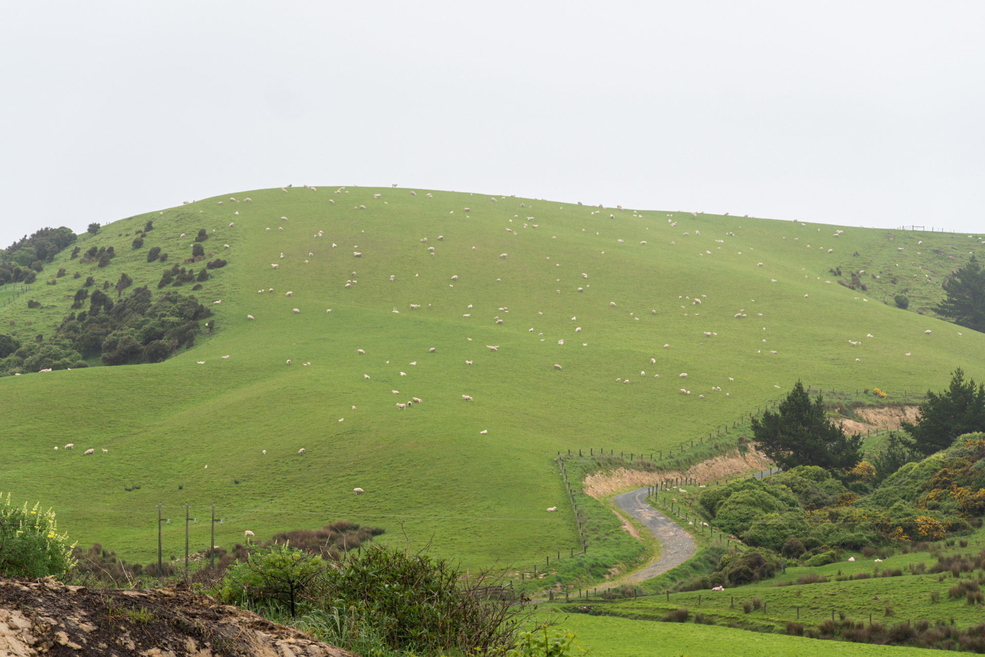Rocks or sheep?