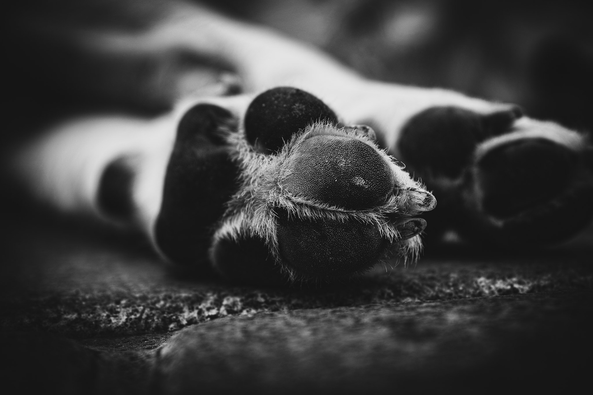 dog paws
