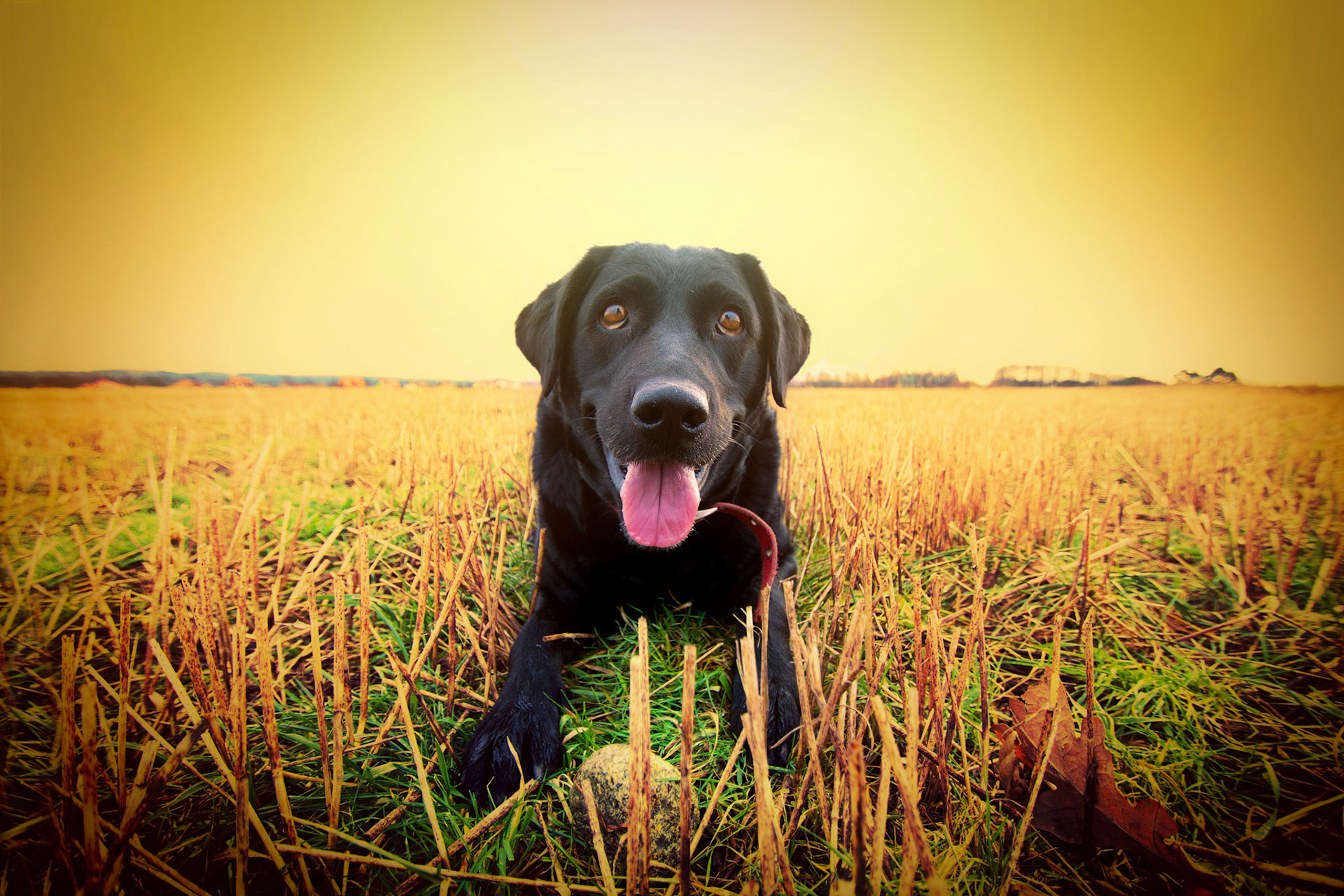 Black Lab