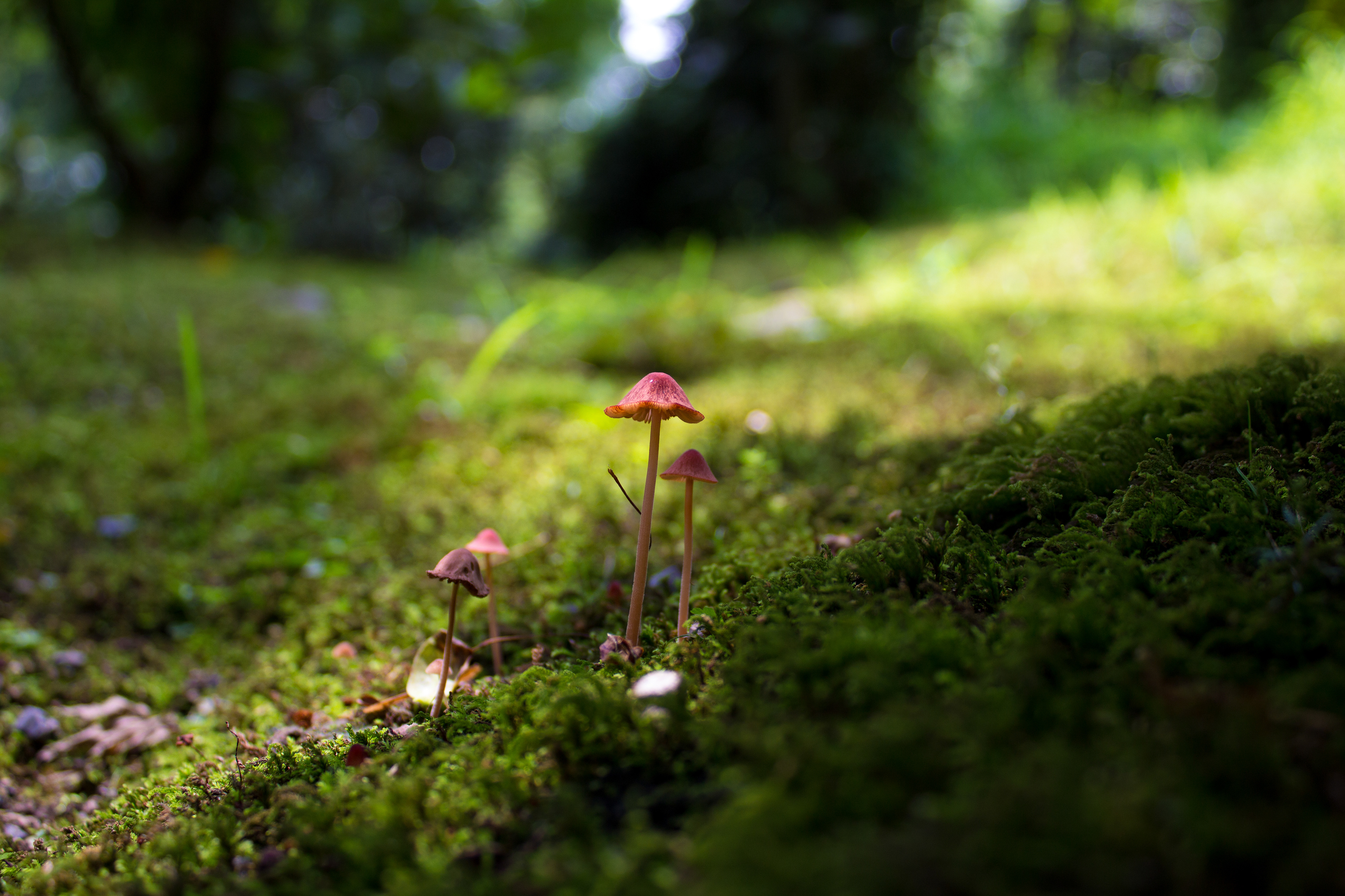 Mushroom Macro in Moss - Japan 2017
