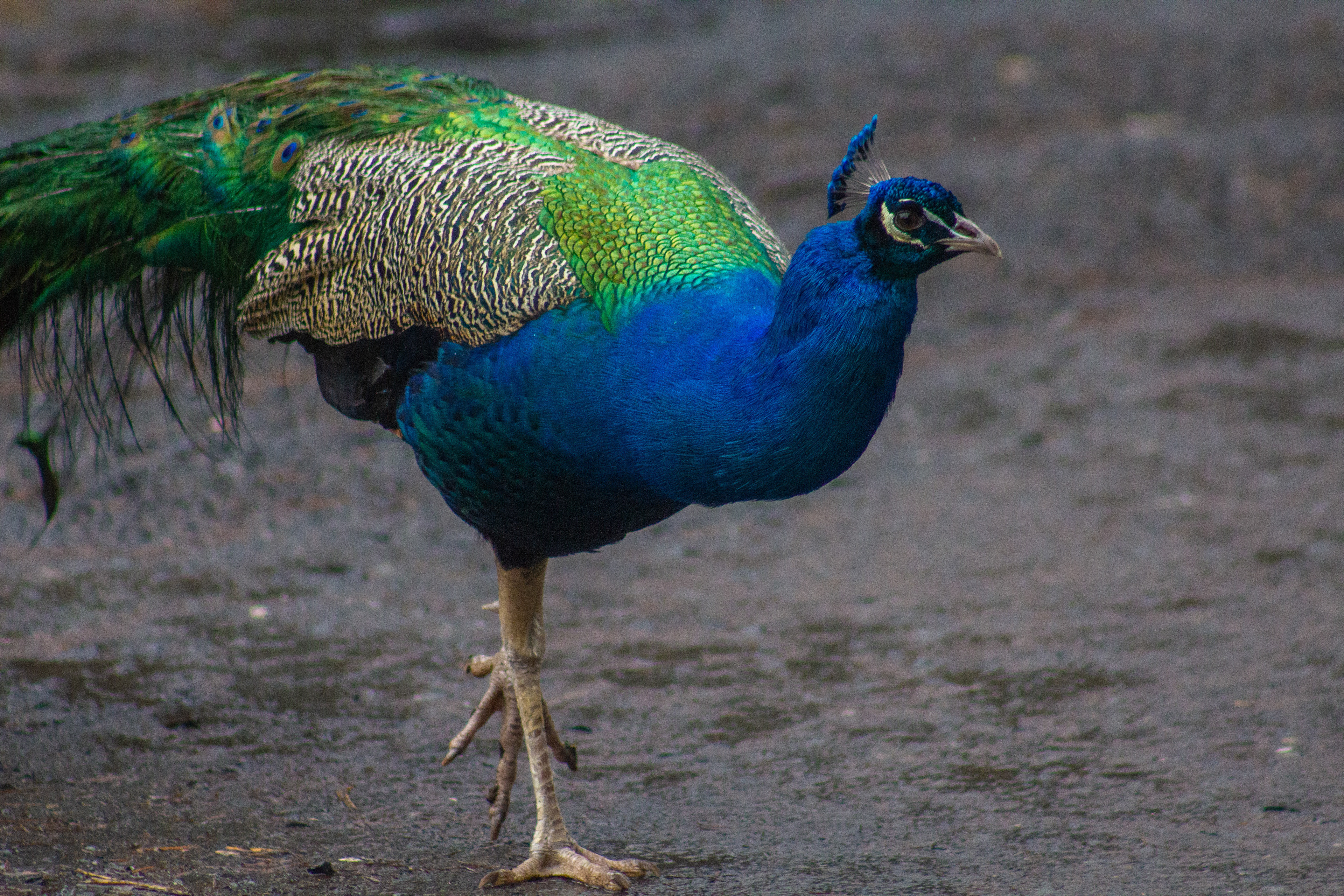 From Doylestown, Pennsylvania. (Sometime in February, 2024).