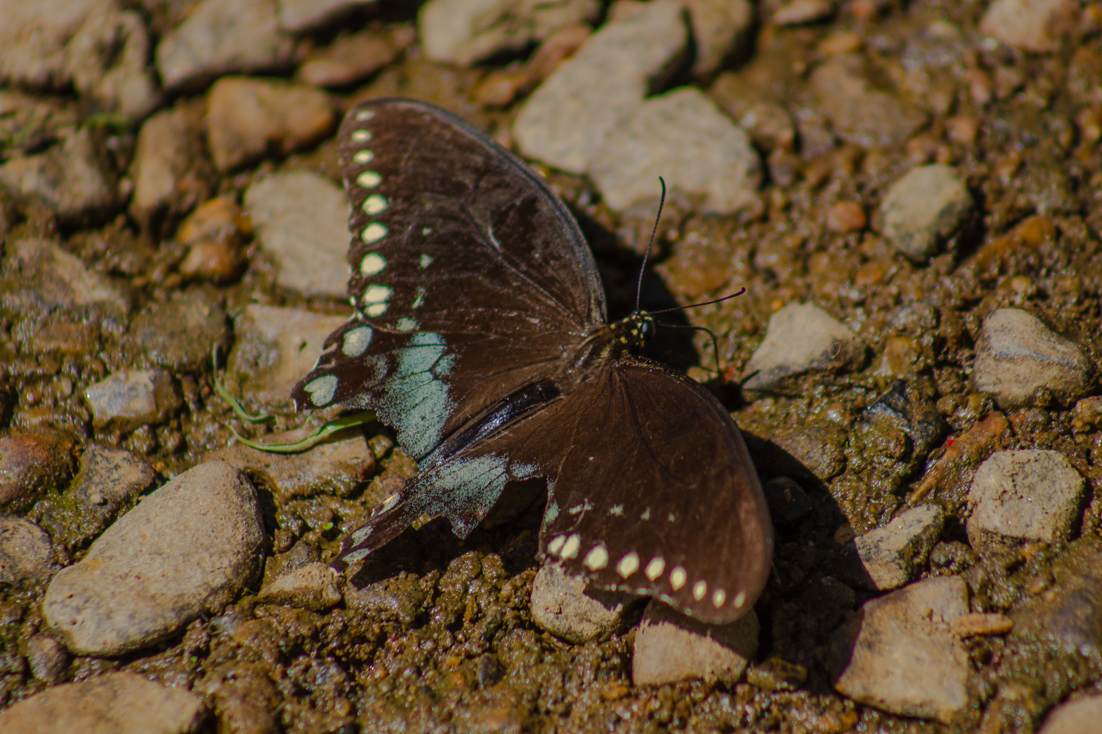 From Newlin Grist Mill, Pennsylvania. (09/02/2024).