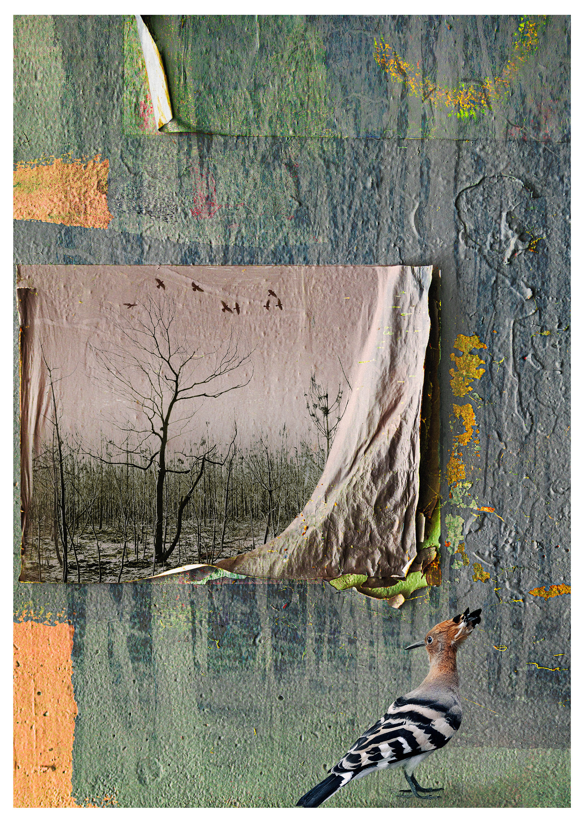 Hoopoe Du papier décollé sur un mur révèle une forêt brûlée, tandis que le reste du mur abîmé montre des images atténuées des mêmes troncs d’arbres calcinés. Au bas de la composition, une huppe observe la scène. L’environnement est mis à mal par les incendies de forêt. Les nuances subtiles d’orange et de gris de la scène complètent les couleurs de la hoopoe.