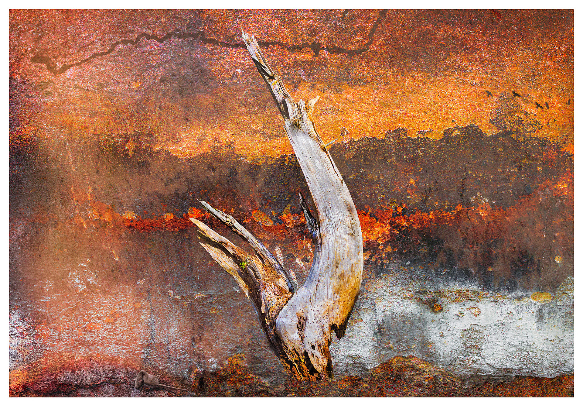 Un coq est le symbole universel de l’aube, de la vigilance et du passage des ténèbres à la lumière. Ce tronc d’arbre solitaire, s’élevant du sol brûlé, assure sa survie après un incendie de forêt. Le changement climatique est souvent un amplificateur majeur de tels événements, prolongeant les saisons d’incendie et approfondissant les cicatrices sur le paysage.