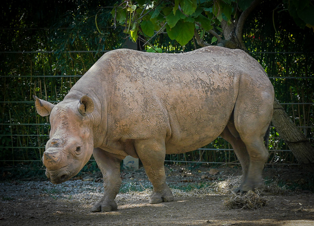 zoo, slt