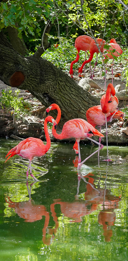 zoo, STL