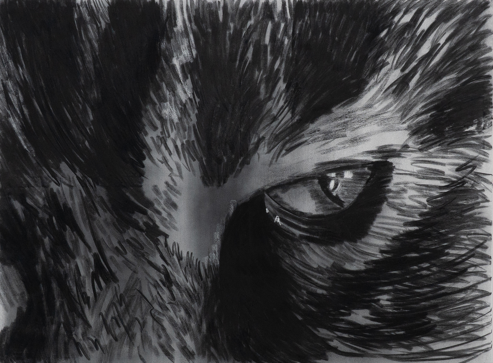 Katzenauge, Kohle und Kreide, 150 x 200 cm