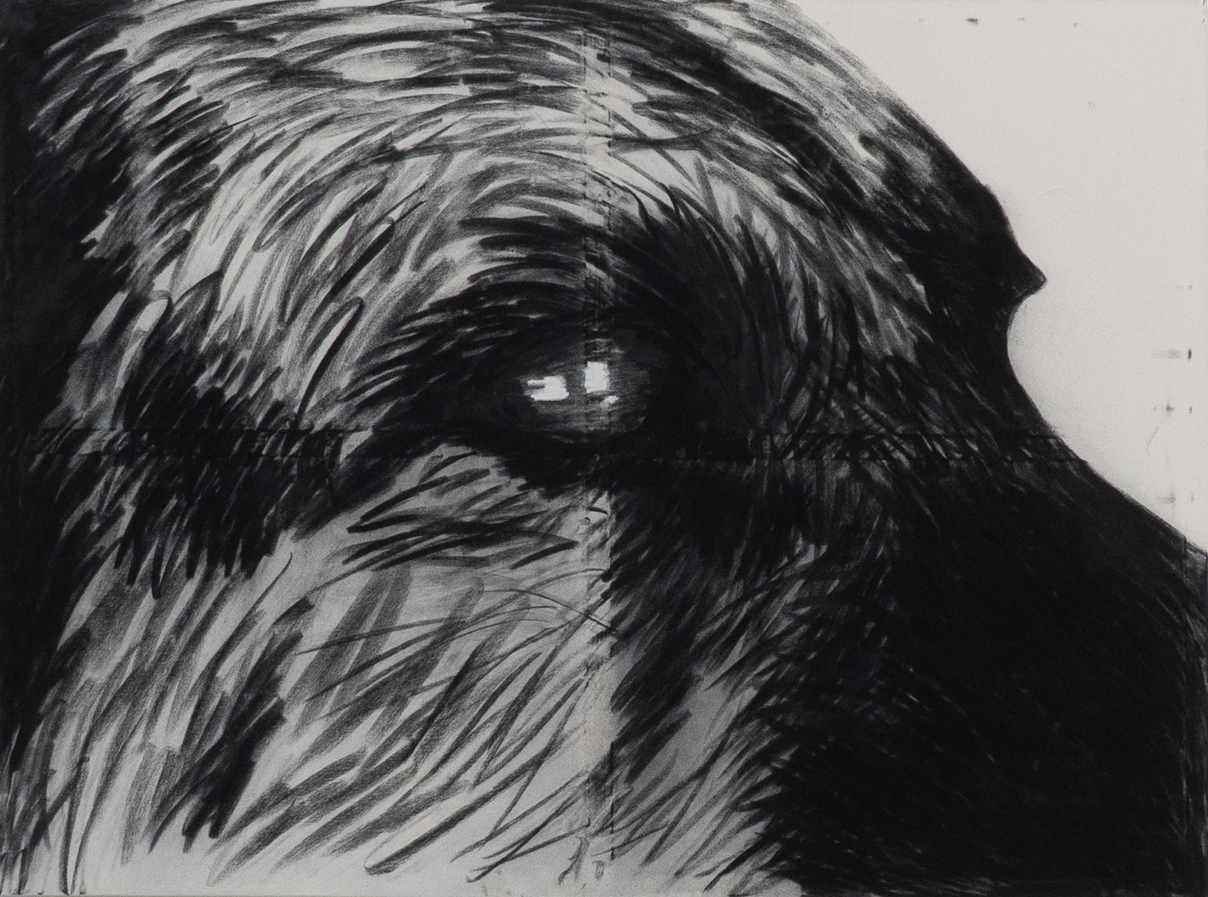 Hund, Kohle und Kreide, 150 x 200 cm