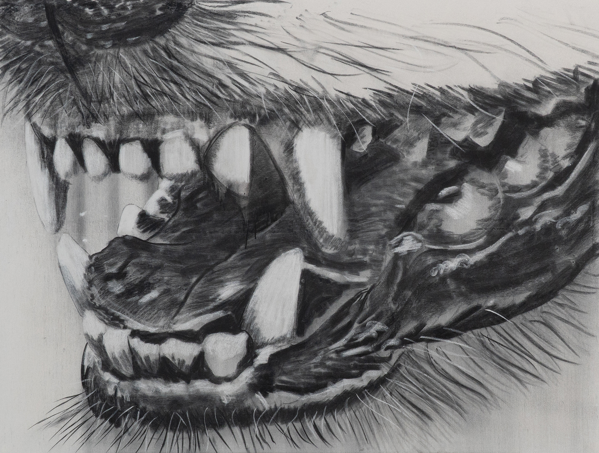 gebiss, Kohle und Kreide, 170 x 200 cm
