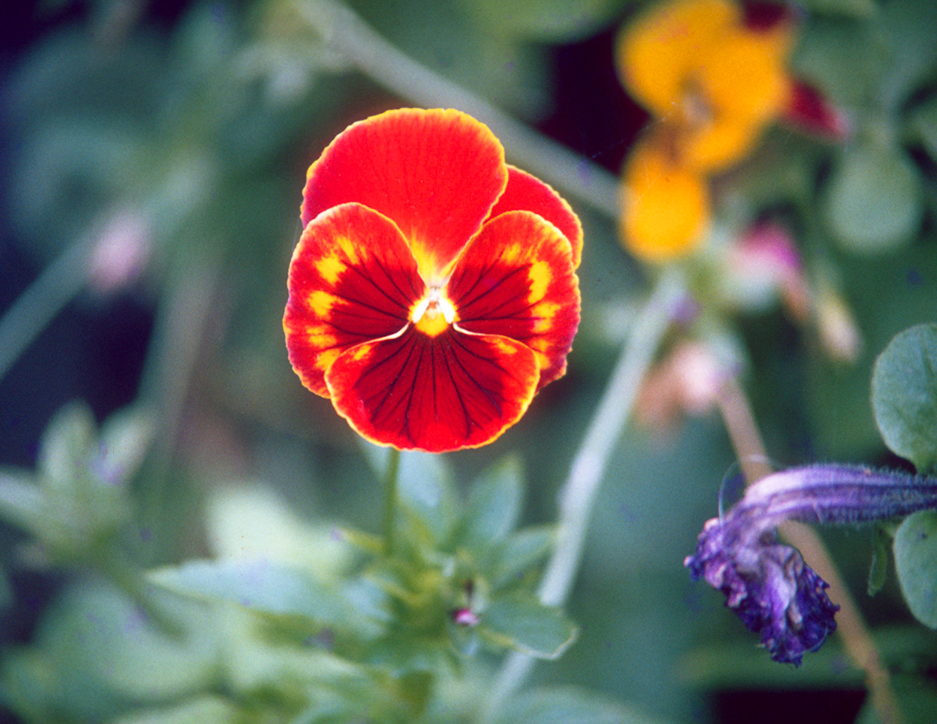 Pansy found in an Elgin, ILL garden