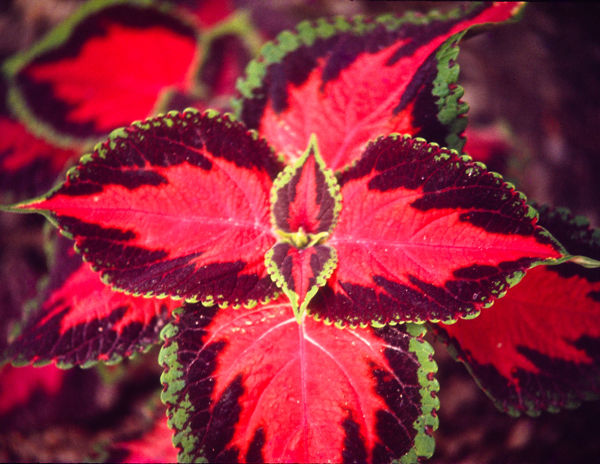 A coleus grows in a garden.