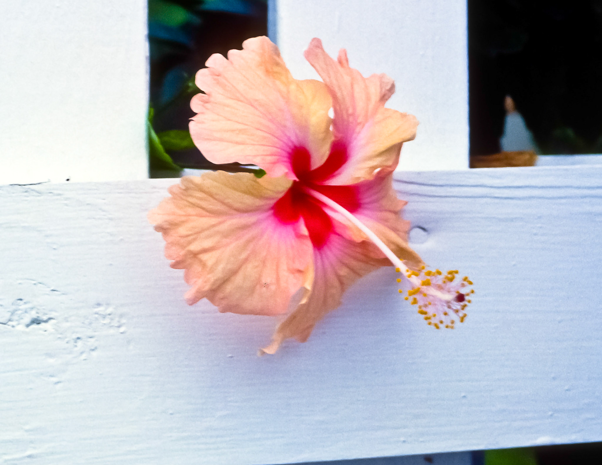 Wild flowers Bloom in Antigua