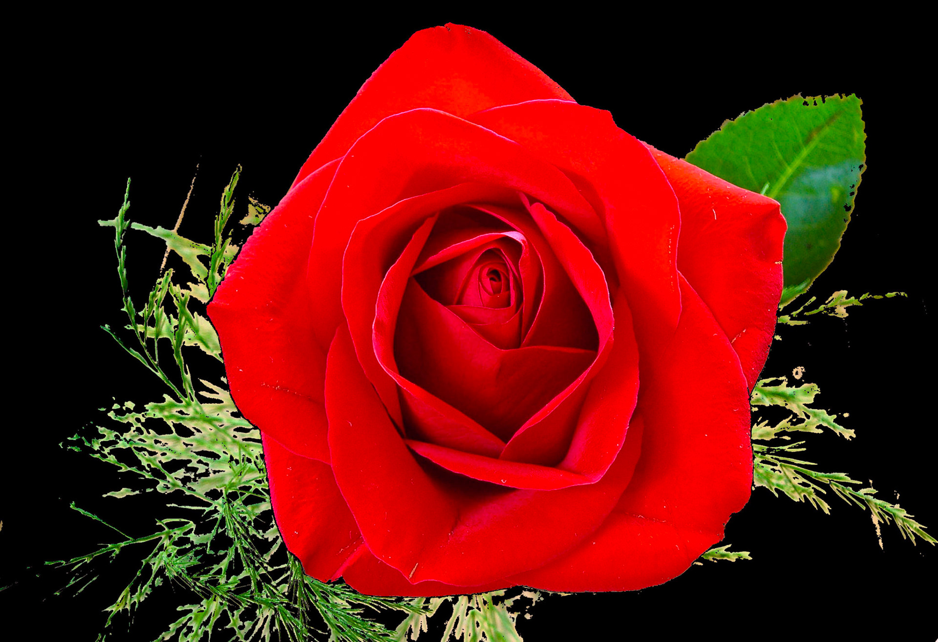 A Cut Rose opens up to it full bloom